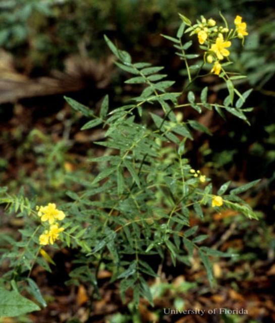 Figure 12. Yellow larva of the cloudless sulphur, Phoebis sennae (Linnaeus). The head is to the left.