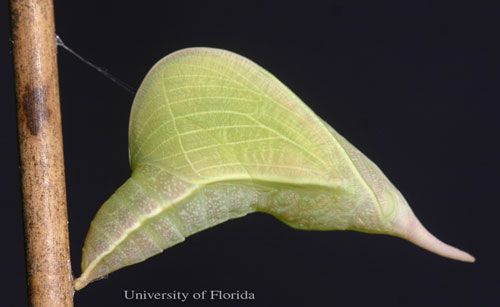 Figure 12. Yellow larva of the cloudless sulphur, Phoebis sennae (Linnaeus). The head is to the left.