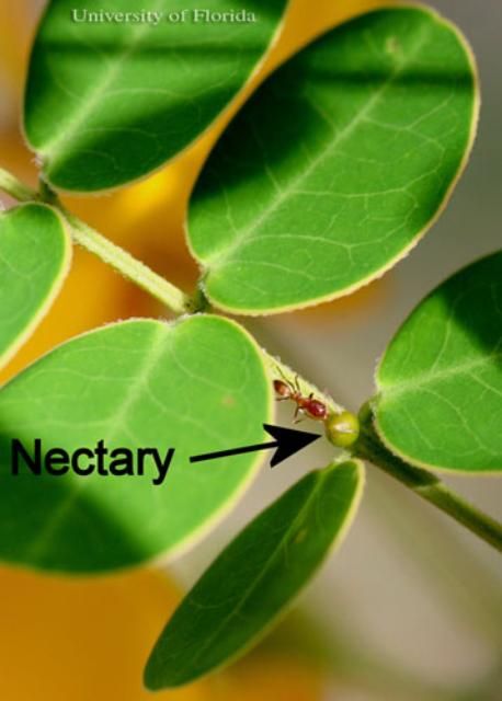 Figure 12. Yellow larva of the cloudless sulphur, Phoebis sennae (Linnaeus). The head is to the left.