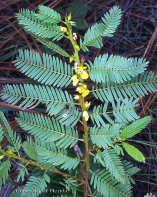 Figure 12. Yellow larva of the cloudless sulphur, Phoebis sennae (Linnaeus). The head is to the left.