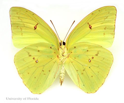 Figure 12. Yellow larva of the cloudless sulphur, Phoebis sennae (Linnaeus). The head is to the left.
