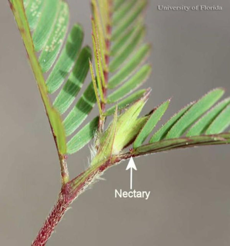 Figure 12. Yellow larva of the cloudless sulphur, Phoebis sennae (Linnaeus). The head is to the left.