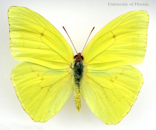 Figure 12. Yellow larva of the cloudless sulphur, Phoebis sennae (Linnaeus). The head is to the left.