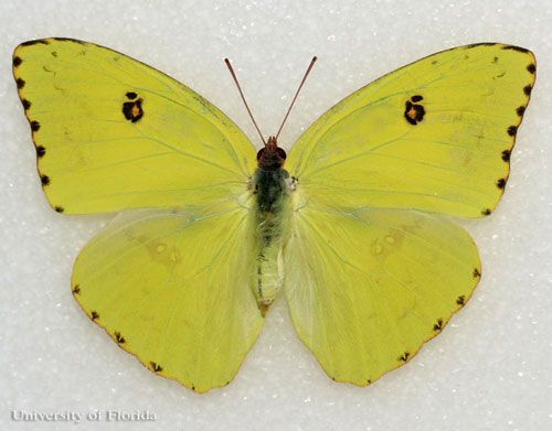 Figure 12. Yellow larva of the cloudless sulphur, Phoebis sennae (Linnaeus). The head is to the left.
