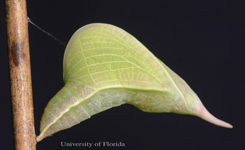 Figure 13. A recently pupated cloudless sulphur, Phoebis sennae (Linnaeus).