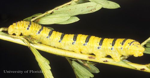 Figure 12. Yellow larva of the cloudless sulphur, Phoebis sennae (Linnaeus). The head is to the left.