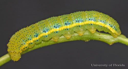 Figure 11. Yellowish larva of the cloudless sulphur, Phoebis sennae (Linnaeus). Head is to the left.