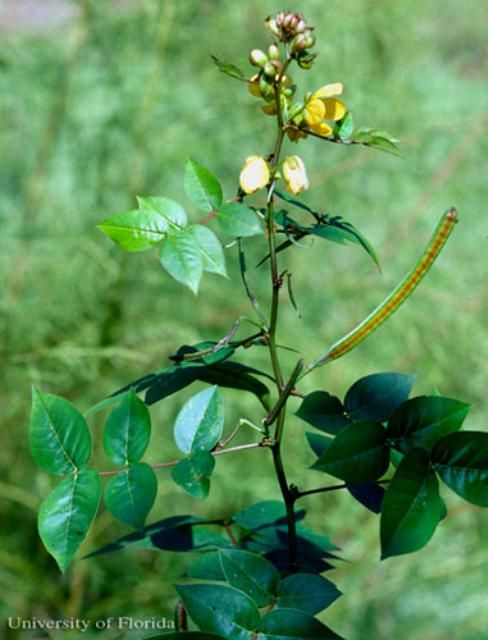 Figure 22. Septic weed, Senna occidentalis, a host of the cloudless sulphur, Phoebis sennae (Linnaeus).