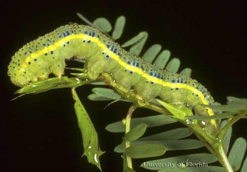 Figure 9. Green larva of the cloudless sulphur, Phoebis sennae (Linnaeus). The head is to the left.