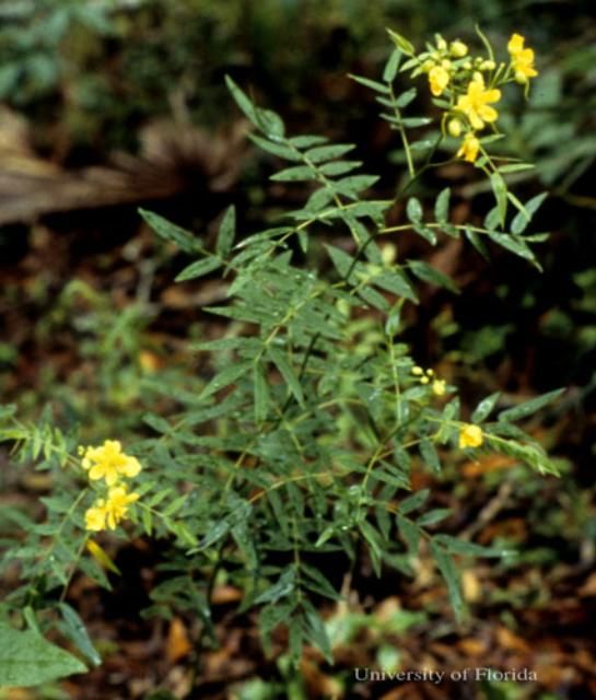 Figure 18. Privet wild sensitive plant, Senna ligustrina, a host of the cloudless sulphur, Phoebis sennae (Linnaeus).