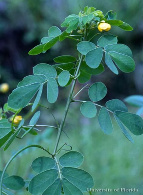 Figure 21. Coffeeweed, Senna obtusifolia, a host of the cloudless sulphur, Phoebis sennae (Linnaeus).