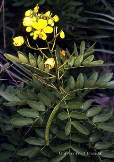 Figure 19. Chapman's wild sensitive plant, Senna mexicana var. chapmanii, a host of the cloudless sulphur, Phoebis sennae (Linnaeus).