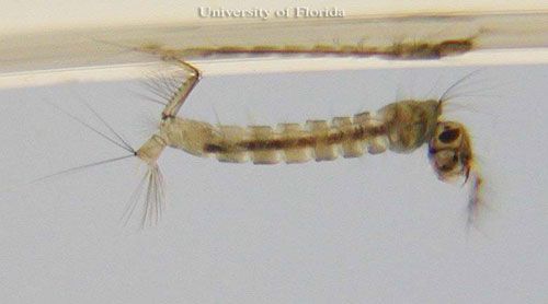 Figure 3. Larva of Culex (Melanoconion) pilosus, a mosquito.