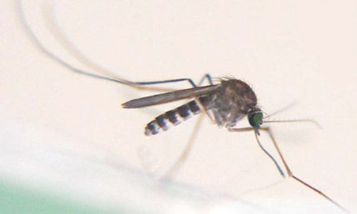 Figure 1. Adult female Culex (Melanoconion) pilosus, a mosquito.