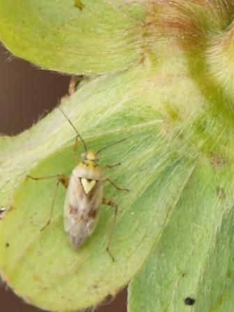 Figure 6. Lygus hesperus, chinche conocida como western tarnished plant bug. Cultivos trampa con alfalfa han sido utilizados para manejar Lygus en algodón y fresas.