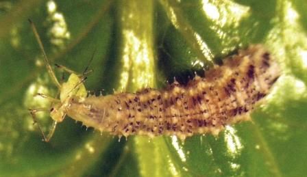 Figure 12. La larva de un sírfido alimentándose de áfidos. Créditos: William Chaney