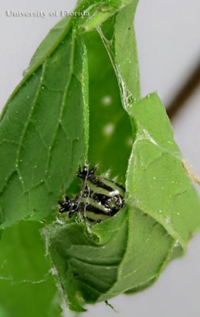 Figure 22. Fourth instar larva of the tawny emperor, Asterocampa clyton (Boisduval & LeConte), in leaf shelter.