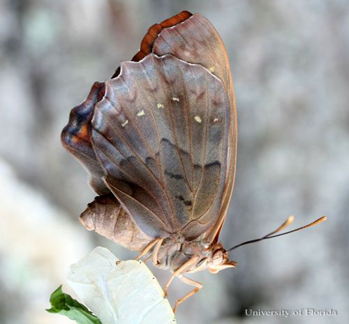 Figure 1. A newly emerged, adult female tawny emperor Asterocampa clyton (Boisduval & LeConte), clinging to its pupal exuviae.