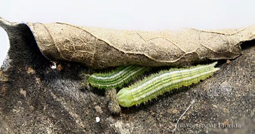 Figure 21. Post-hibernation larvae of the tawny emperor, Asterocampa clyton (Boisduval & LeConte), on hibernaculum.