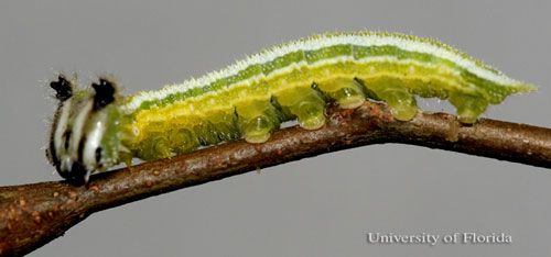 Figure 8. A fourth instar larva of the tawny emperor, Asterocampa clyton (Boisduval & LeConte), lateral view.