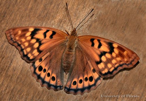 Figure 2. An adult female tawny emperor, Asterocampa clyton (Boisduval & LeConte), with wings open.