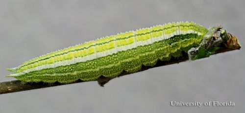 Figure 9. A full-grown larva of the tawny emperor, Asterocampa clyton (Boisduval & LeConte), lateral view.