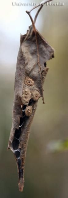 Figure 18. A hibernaculum of the tawny emperor, Asterocampa clyton (Boisduval & LeConte), formed from two leaves. The galls on the hibernaculum were formed by hackberry psyllids.