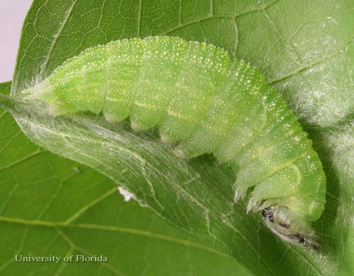 Figure 12. Pre-pupal larva of the tawny emperor, Asterocampa clyton (Boisduval & LeConte).