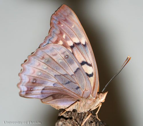 Figure 3. An adult female tawny emperor, Asterocampa clyton (Boisduval & LeConte), with wings closed.