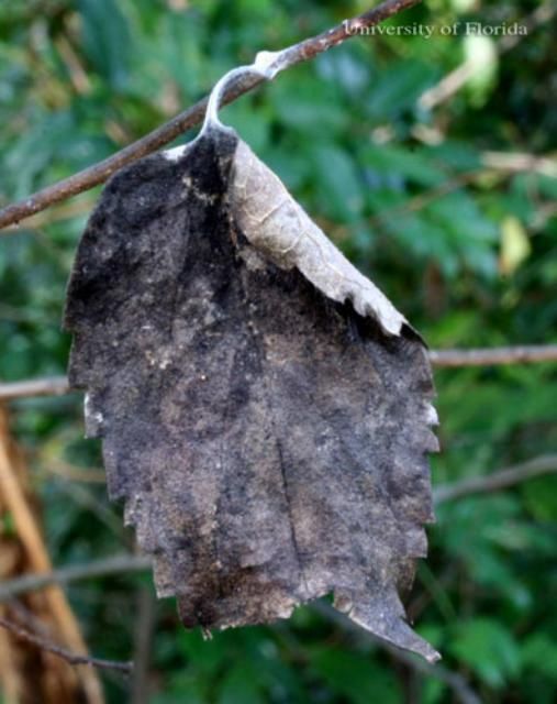 Figure 19. A hibernaculum of the tawny emperor, Asterocampa clyton (Boisduval & LeConte), formed by curling the edge of a singleleaf. This small hibernaculum contained five larvae.