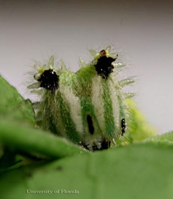 Figure 11. Anterior view of head of a larva of the tawny emperor, Asterocampa clyton (Boisduval & LeConte), showing cephalic horns.