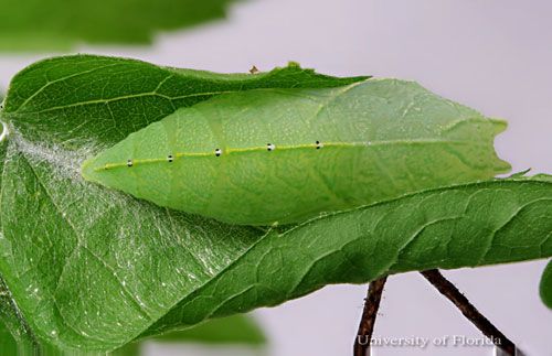 Figure 14. Dorsal view of pupa of the tawny emperor, Asterocampa clyton (Boisduval & LeConte).