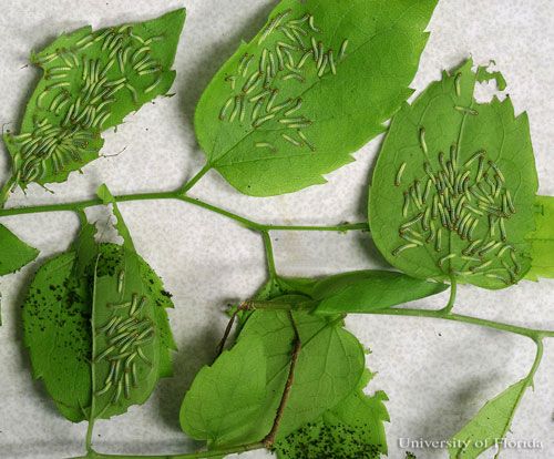 Figure 16. Two-day-old gregarious larvae of the tawny emperor, Asterocampa clyton (Boisduval & LeConte).