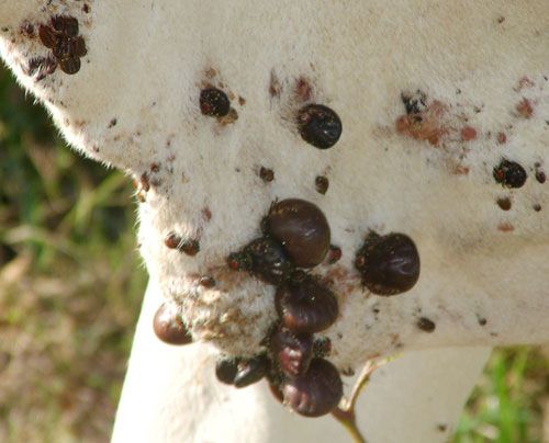 Figure 4. Tropical bont ticks, Amblyomma variegatum Fabricius, feeding on the dewlap of a cow. Note the large 