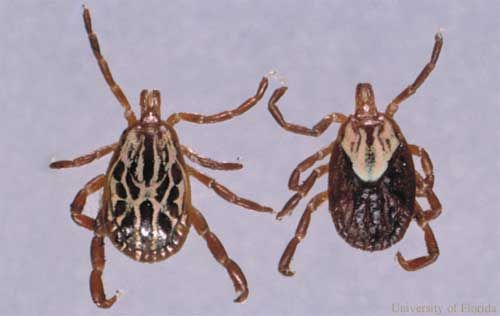 Figure 9. Adult male (left) and female (right) Gulf coast ticks, Amblyomma maculatum Koch.