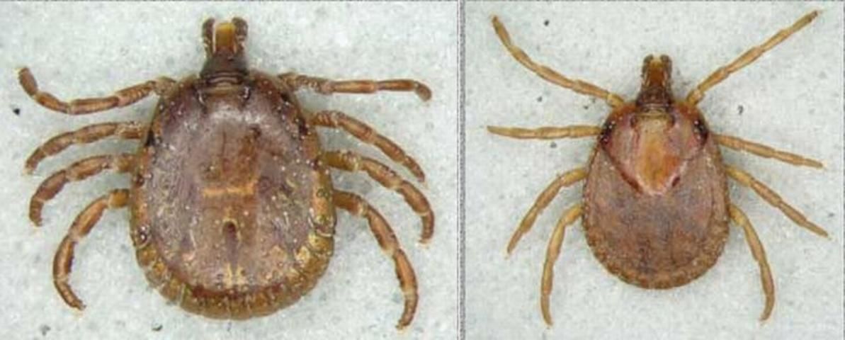 Figure 11. Adult male (left) and female (right) Amblyomma dissimile Koch.