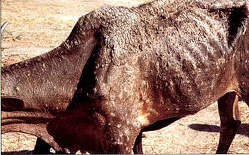 Figure 7. Severe dermatophilosis lesions with resulting hide damage and health problems on a cow, which were facilitated by feeding wounds caused by the tropical bont tick, Amblyomma variegatum Fabricius.