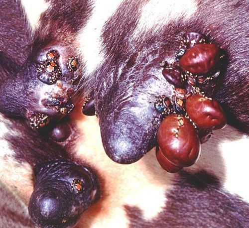 Figure 5. Adult tropical bont ticks, Amblyomma variegatum Fabricius, feeding on the udder of a young cow in Ghana and causing physical damage and obstruction of suckling. Note the large 