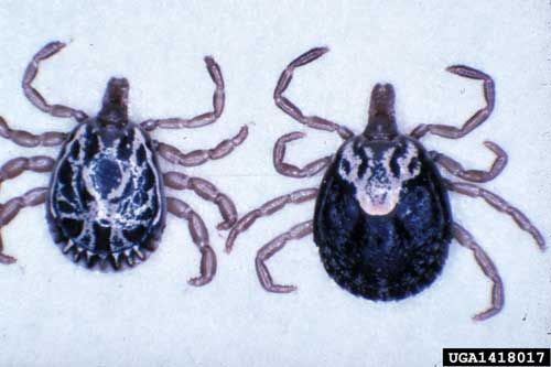Figure 10. Adult male (left) and female (right) cayenne ticks, Amblyomma cajennense (Fabricius).