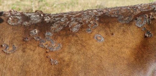 Figure 8. Tropical bont ticks, Amblyomma variegatum Fabricius, feeding damage, and resulting dermatophilosis, results in a poor quality hide.