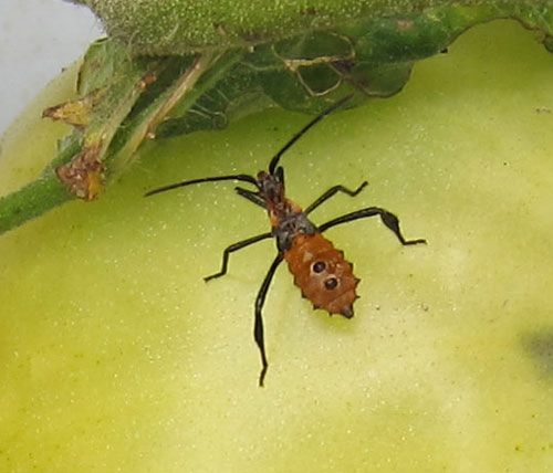Figure 4. Nymph of the western leaffooted bug, Leptoglossus zonatus (Dallas).