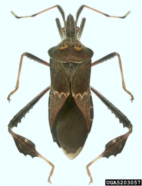 Figure 2. Adult western leaffooted bug, Leptoglossus zonatus (Dallas), with distinct whitish band across the corium and two pale yellow spots on the pronotum.