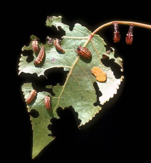 Figure 10. Life cycle of the cottonwood leaf beetle, Chrysomela scripta Fabricius.