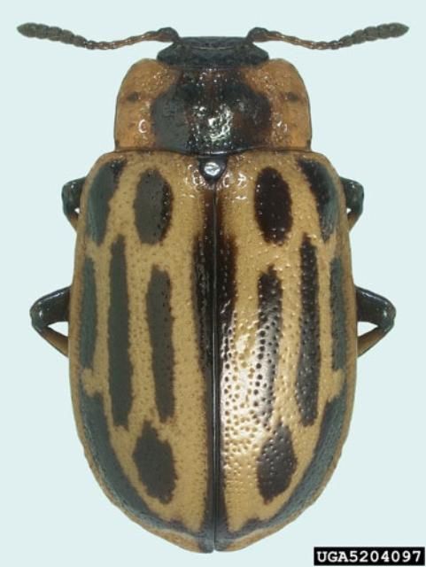 Figure 3. Adult cottonwood leaf beetle, Chrysomela scripta Fabricius, dorsal view.