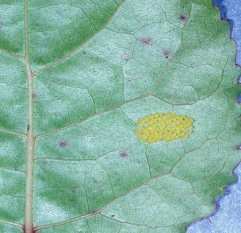Figure 5. Eggs of the cottonwood leaf beetle, Chrysomela scripta Fabricius, on leaf.
