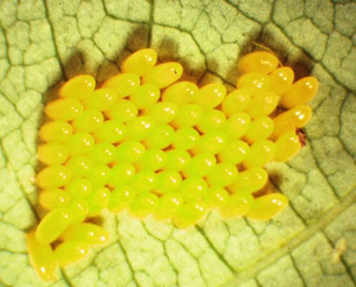 Figure 6. Eggs of the cottonwood leaf beetle, Chrysomela scripta Fabricius.