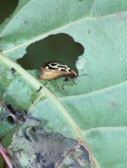 Figure 2. Adult cottonwood leaf beetle, Chrysomela scripta Fabricius, feeding on foliage.