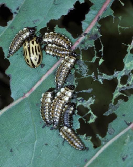 Figure 1. Adult (upper left) and various larval instars of the cottonwood leaf beetle, Chrysomela scripta Fabricius, feeding on foliage.