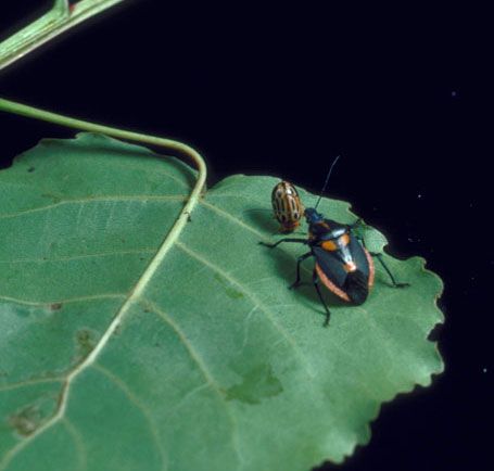 Figure 14. The anchor stink bug, Stiretrus anchorago (Fabricius), a predator of adult cottonwood leaf beetles, Chrysomela scripta Fabricius, as seen here