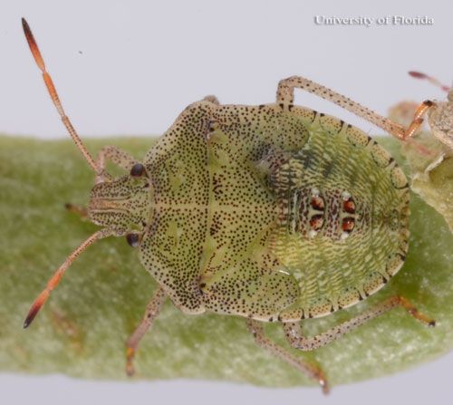 Figure 9. Fifth instar nymph of Euschistus quadrator Rolston, a stink bug.